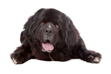 Image showing Newfoundland (dog)