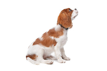 Image showing Cavalier King Charles Spaniel puppy