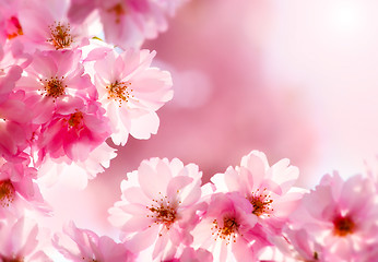 Image showing Cherry blossom 