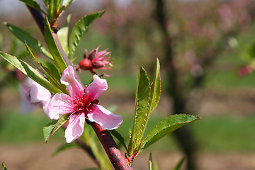 Image showing Blooming peach
