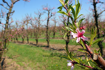 Image showing Blooming peach