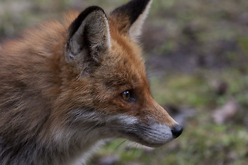 Image showing red fox