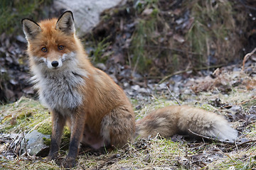 Image showing begging red fox