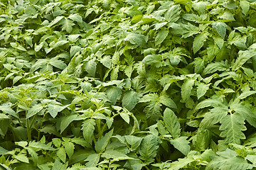 Image showing Tomatoes seedlings