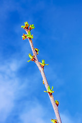 Image showing Cherry sprout in the spring