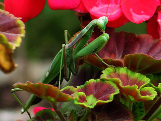 Image showing Praying Mantis