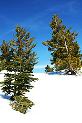 Image showing Blue sky and snow woods