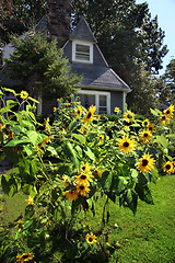 Image showing Sunflowers