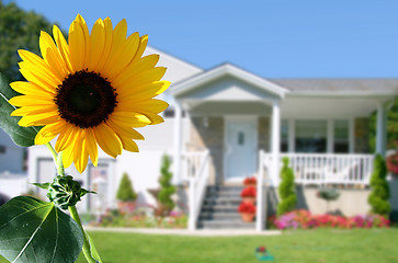 Image showing Bright sunflower