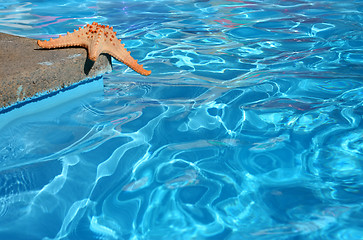 Image showing Starfish by Pool