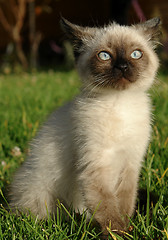 Image showing the siamese kitten