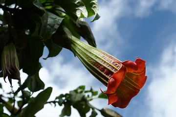 Image showing the ecuadorian flower