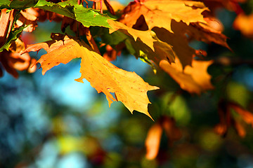 Image showing leaves, autumn