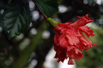 Image showing the ecuadorian flower