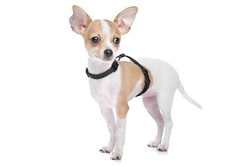 Image showing Short haired chihuahua