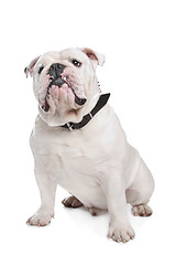 Image showing English Bulldog