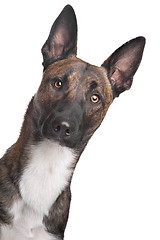 Image showing Belgian Shepherd Dog Malinois