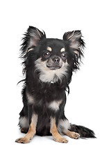 Image showing long haired chihuahua