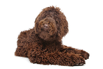 Image showing Brown Labradoodle