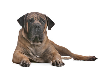 Image showing Boerboel