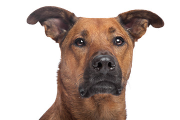 Image showing mixed breed dog