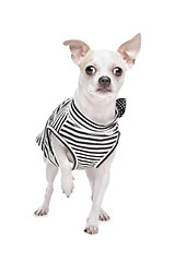 Image showing dressed chihuahua