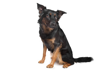 Image showing mixed breed dog