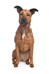 Image showing mixed breed dog