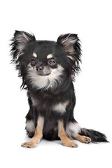 Image showing long haired chihuahua