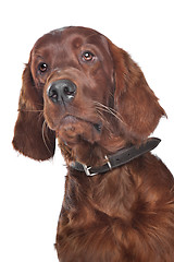 Image showing Irish setter