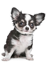 Image showing Long haired chihuahua puppy
