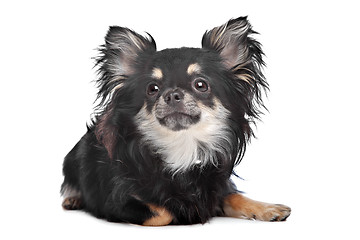 Image showing long haired chihuahua