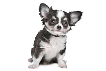 Image showing Long haired chihuahua puppy