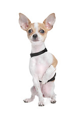 Image showing Short haired chihuahua