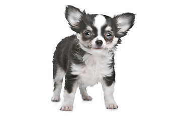 Image showing Long haired chihuahua puppy