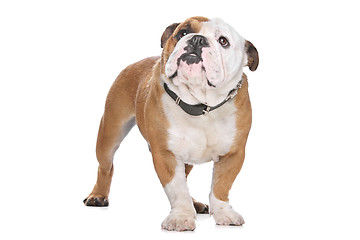 Image showing English Bulldog