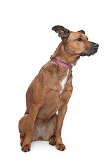 Image showing mixed breed dog