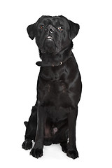 Image showing black mixed breed dog