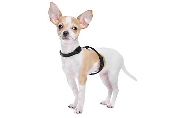 Image showing Short haired chihuahua