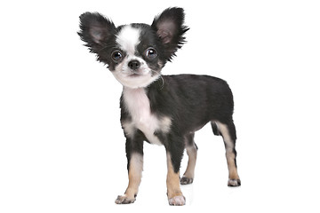 Image showing Long haired chihuahua puppy
