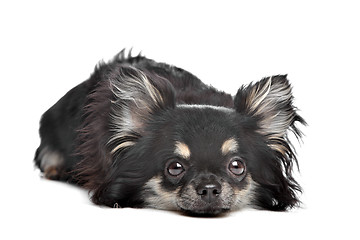 Image showing long haired chihuahua