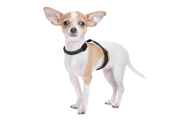 Image showing Short haired chihuahua