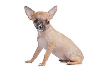 Image showing short haired chihuahua