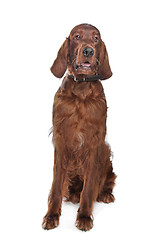 Image showing Irish setter