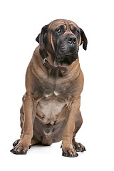 Image showing Boerboel