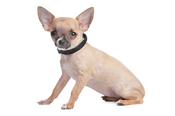 Image showing short haired chihuahua