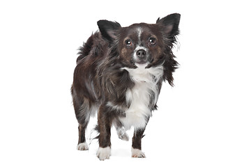 Image showing long haired chihuahua