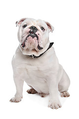 Image showing English Bulldog