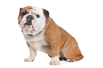 Image showing English Bulldog