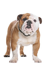 Image showing English Bulldog